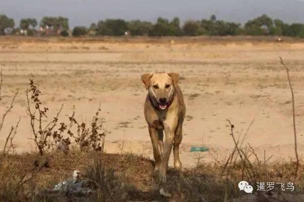 是感悟还是前世佛陀示现？流浪狗竟然追随僧侣苦行2000公里