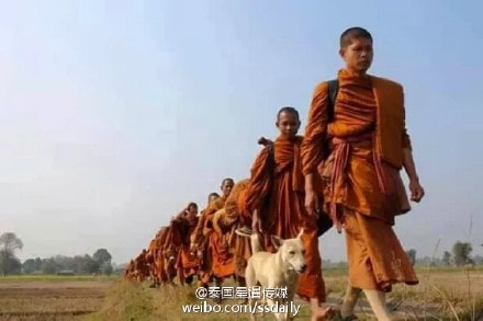 是感悟还是前世佛陀示现？流浪狗竟然追随僧侣苦行2000公里