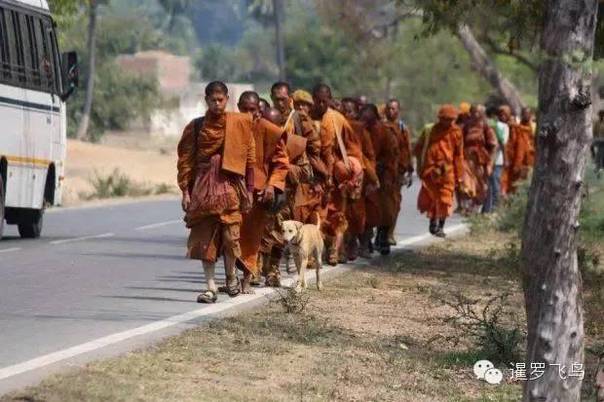 是感悟还是前世佛陀示现？流浪狗竟然追随僧侣苦行2000公里