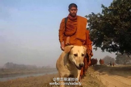 是感悟还是前世佛陀示现？流浪狗竟然追随僧侣苦行2000公里