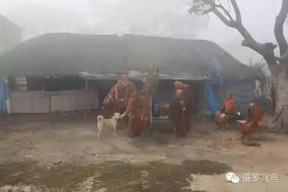 是感悟还是前世佛陀示现？流浪狗竟然追随僧侣苦行2000公里