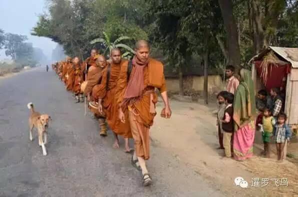 是感悟还是前世佛陀示现？流浪狗竟然追随僧侣苦行2000公里