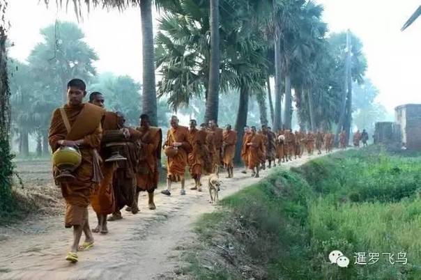 是感悟还是前世佛陀示现？流浪狗竟然追随僧侣苦行2000公里