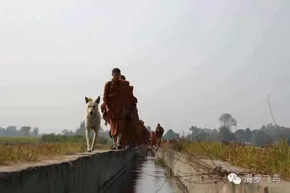 是感悟还是前世佛陀示现？流浪狗竟然追随僧侣苦行2000公里