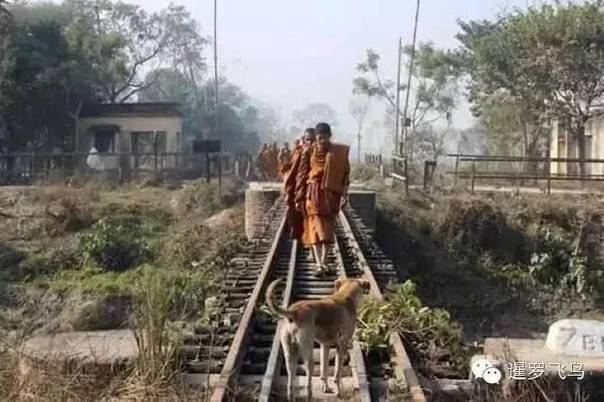 是感悟还是前世佛陀示现？流浪狗竟然追随僧侣苦行2000公里