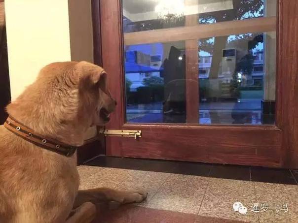 是感悟还是前世佛陀示现？流浪狗竟然追随僧侣苦行2000公里