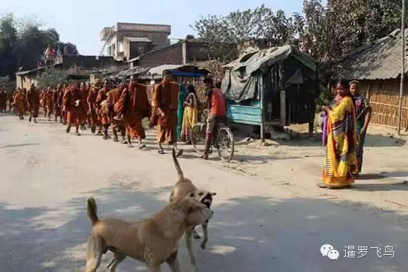 是感悟还是前世佛陀示现？流浪狗竟然追随僧侣苦行2000公里