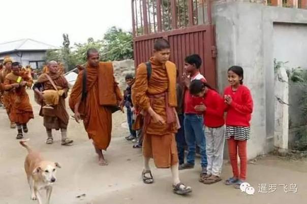 是感悟还是前世佛陀示现？流浪狗竟然追随僧侣苦行2000公里