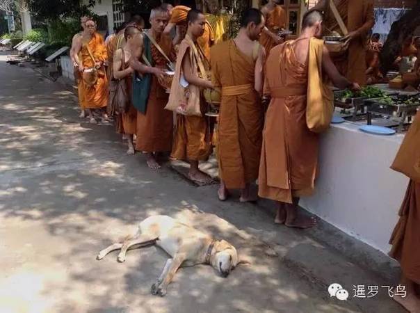 是感悟还是前世佛陀示现？流浪狗竟然追随僧侣苦行2000公里