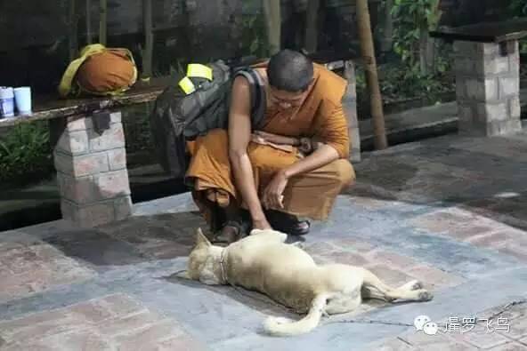 是感悟还是前世佛陀示现？流浪狗竟然追随僧侣苦行2000公里