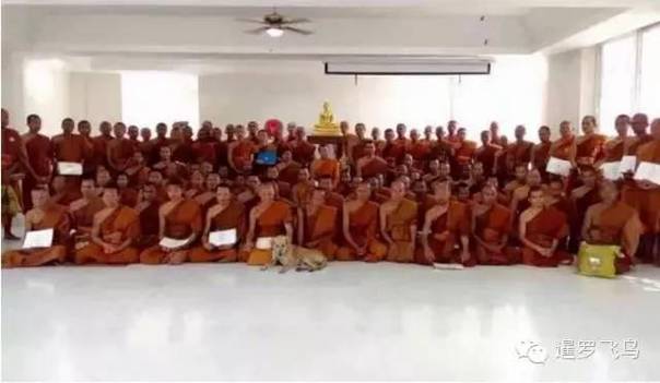 是感悟还是前世佛陀示现？流浪狗竟然追随僧侣苦行2000公里