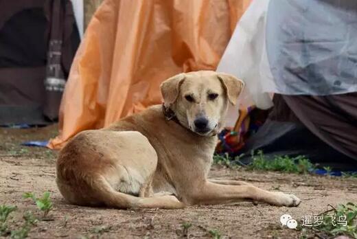 是感悟还是前世佛陀示现？流浪狗竟然追随僧侣苦行2000公里